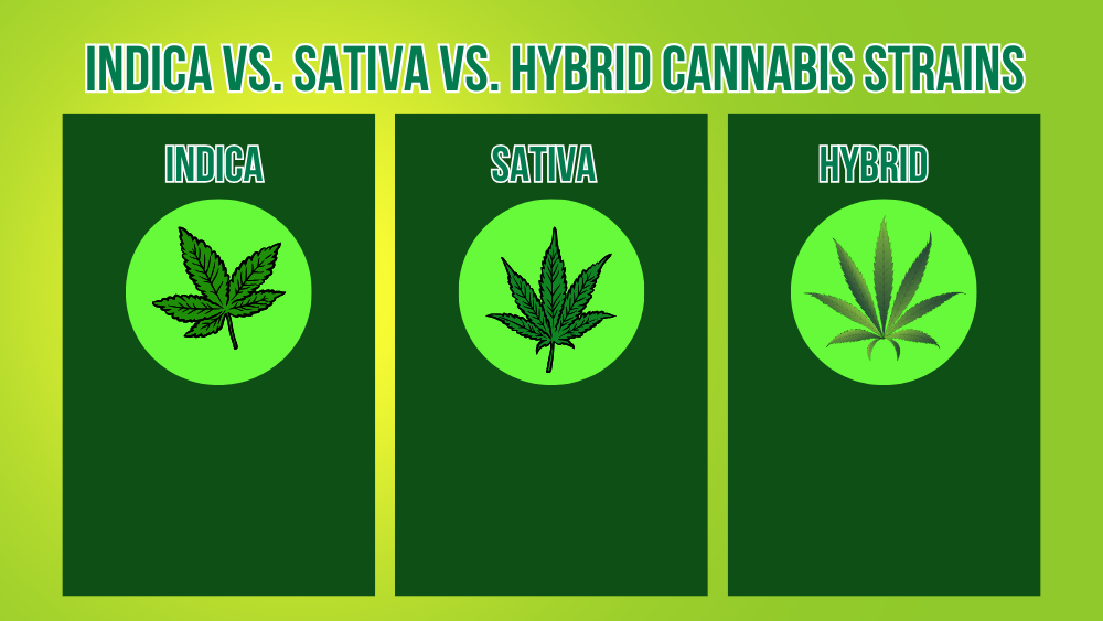 Indica Vs. Sativa Vs. Hybrid Cannabis Strains What's The Difference